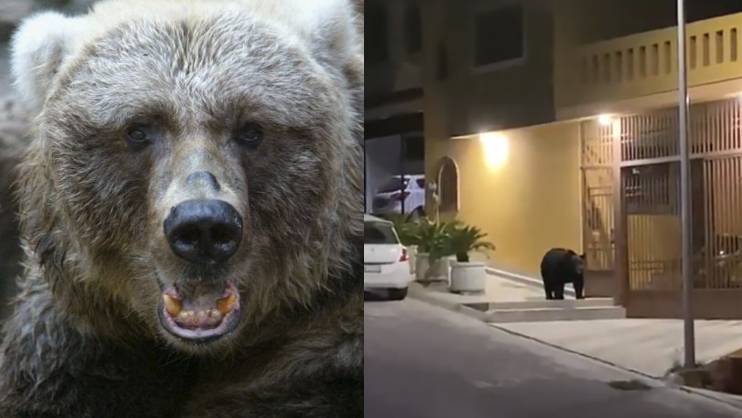 Oso baja a Monterrey durante cuarentena por coronavirus en 2020