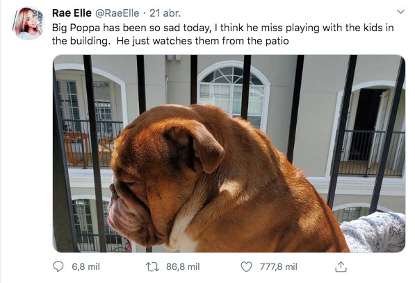 Big Poppa perro bulldog triste