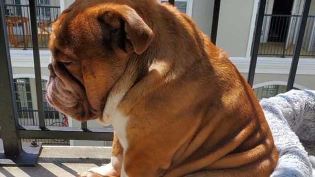 Big Poppa el perro bulldog viral por triste en cuarentena