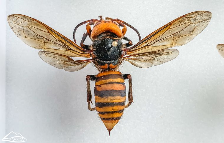 Qué tan peligroso y es el avispón "asesino" gigante asiático