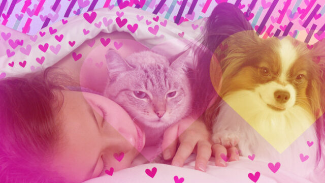 Como cuidar a tu mascota perro o gato en casa en cuarentena