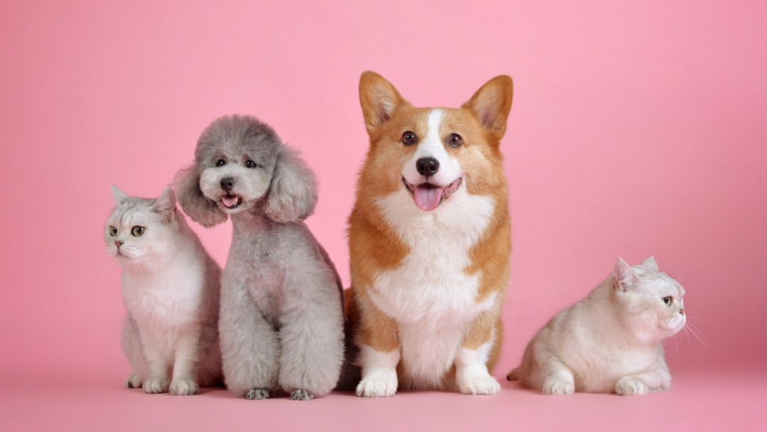 Entretener a tu perro o gato en casa te decimos cómo
