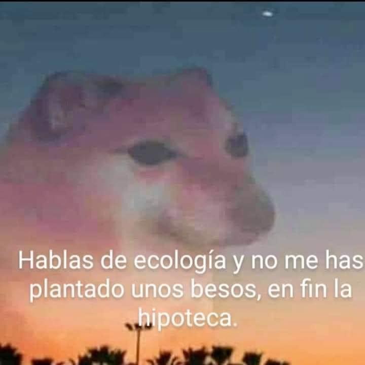 Meme perro la hipocresía
