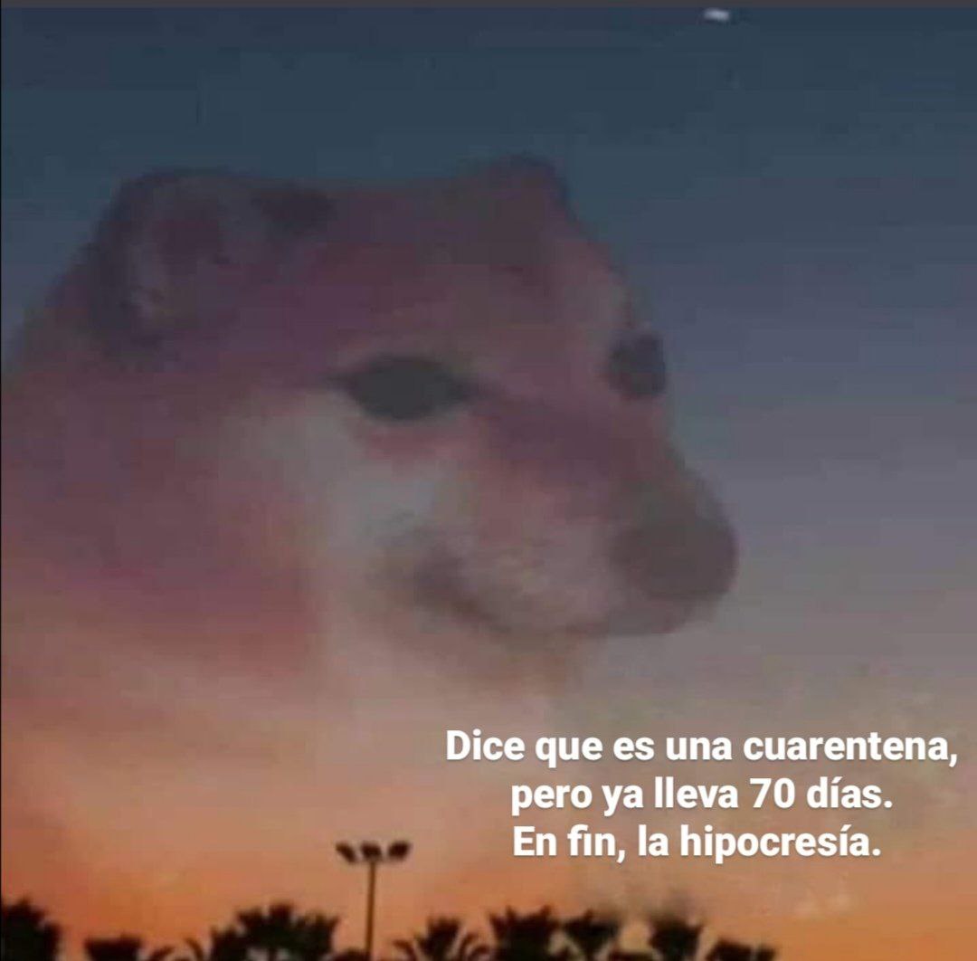 Meme perro la hipocresía