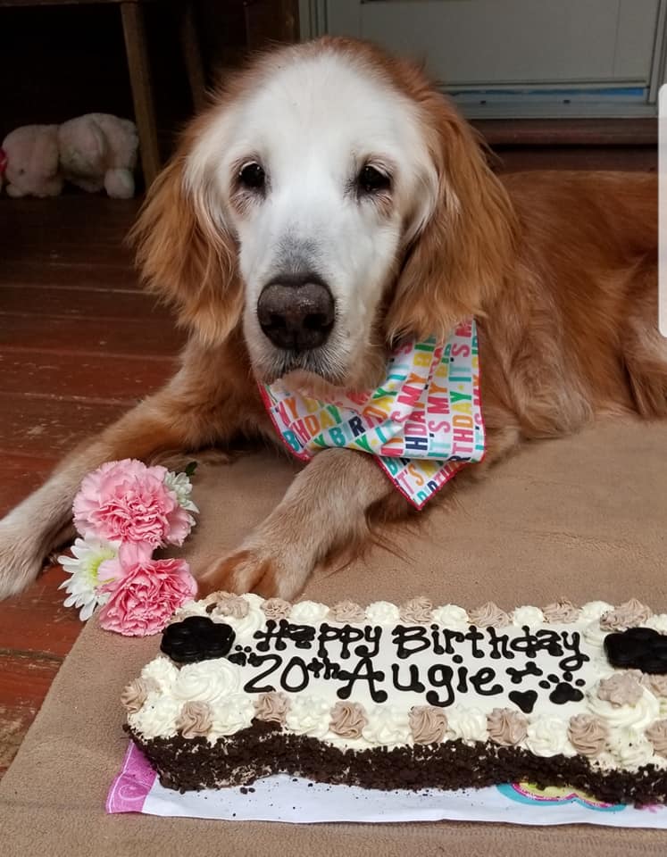 August: La Golden Retriever más vieja del mundo