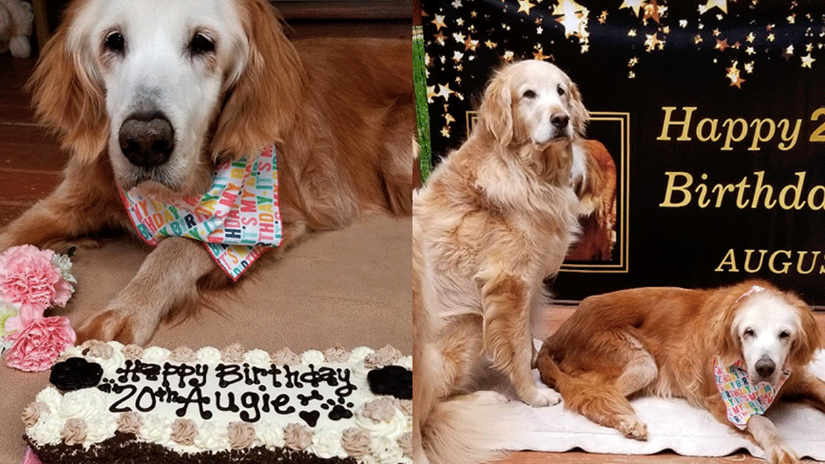 August: La Golden Retriever más vieja del mundo