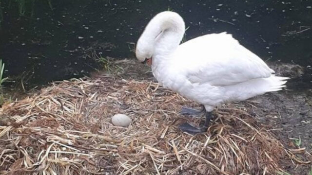 Cisne muere de corazon roto porque destruyeron su nido
