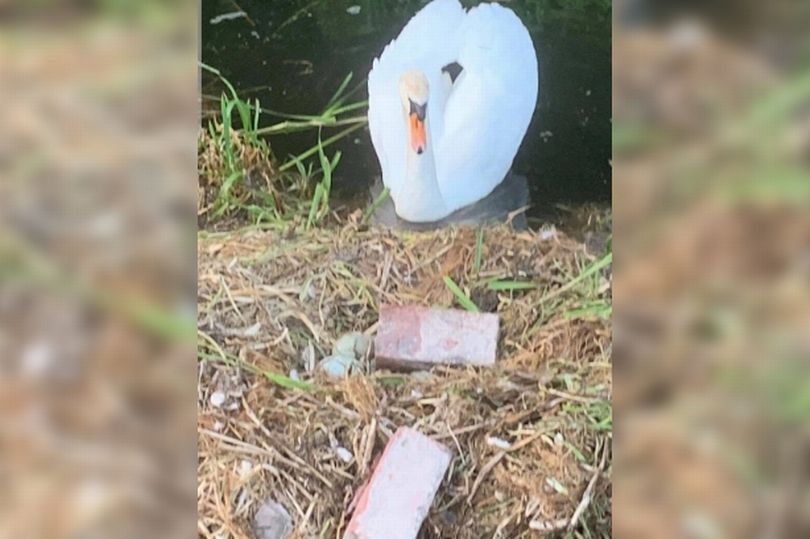Cisne muere luego de que adolescentes destruyeran su nido