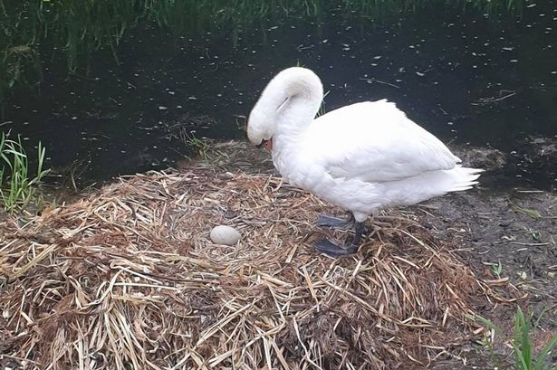 Cisne muere luego de que adolescentes destruyeran su nido