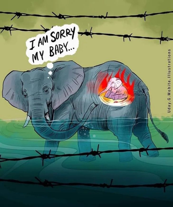 Elefante embarazada muere tras comer piña con explosivos