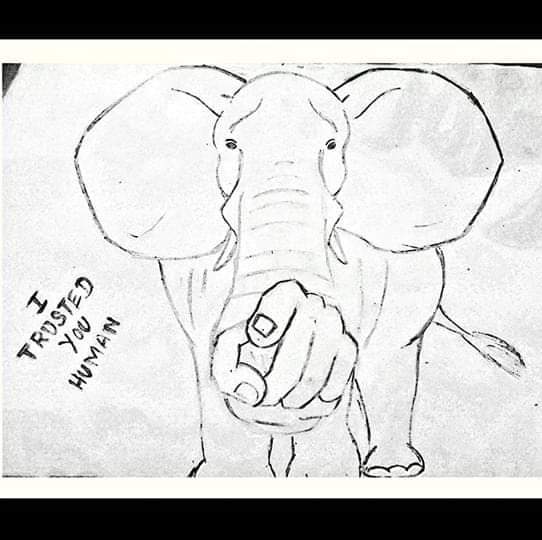 Elefante embarazada muere tras comer piña con explosivos