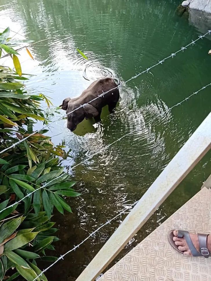 Muere elefante embarazada a la que le dieron de comer piña con explosivos