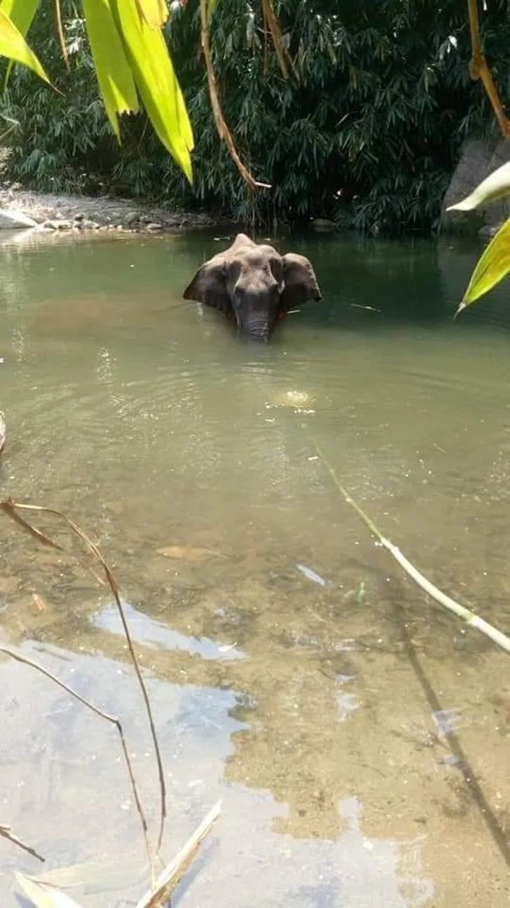 Muere elefante embarazada a la que le dieron de comer piña con explosivos