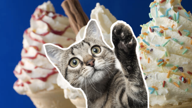 Gatito reacciona al helado por primera vez