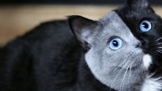 La genÃ©tica nunca miente y los hijitos de este gato... se parecen a Ã©l a pesar de ser diferentes.