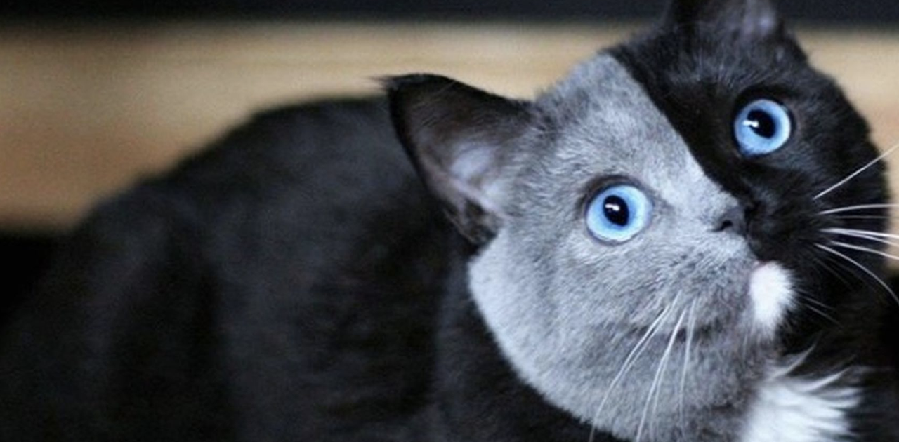 La genética nunca miente y los hijitos de este gato... se parecen a él a pesar de ser diferentes.
