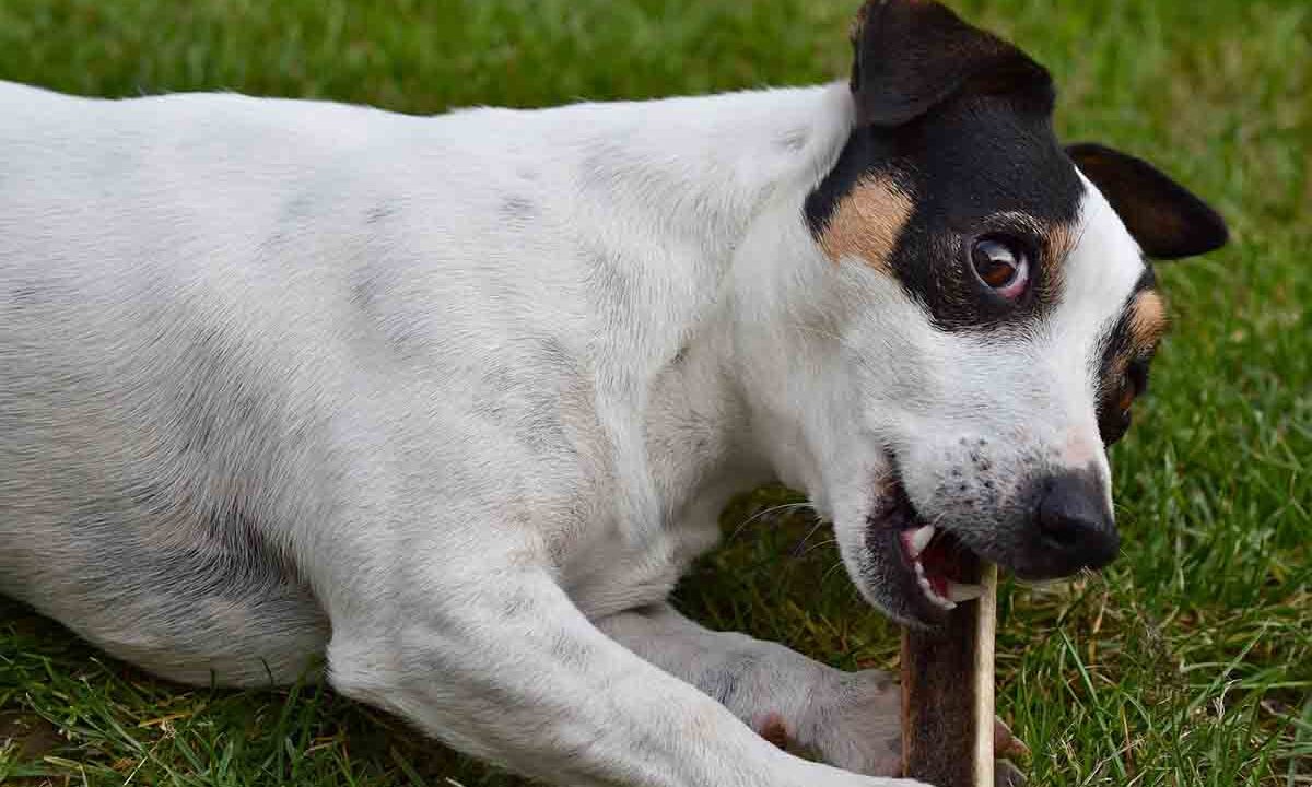 Â¿Es normal que duela perder a una mascota tanto como a un ser querido?