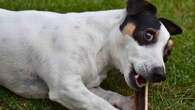 Â¿Es normal que duela perder a una mascota tanto como a un ser querido?