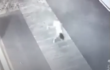 Niña_Perro_origen