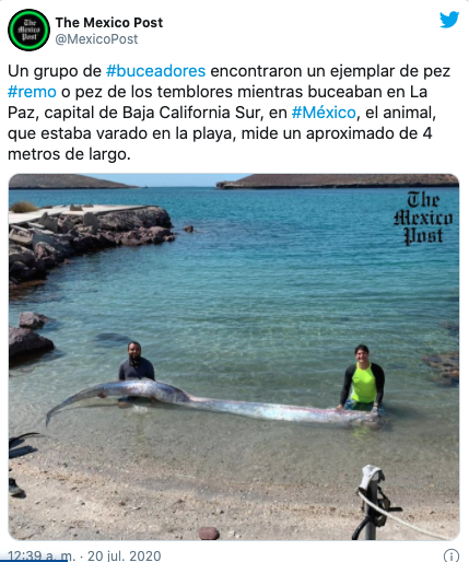 Pez-Remo-MÃ©xico-La-Paz