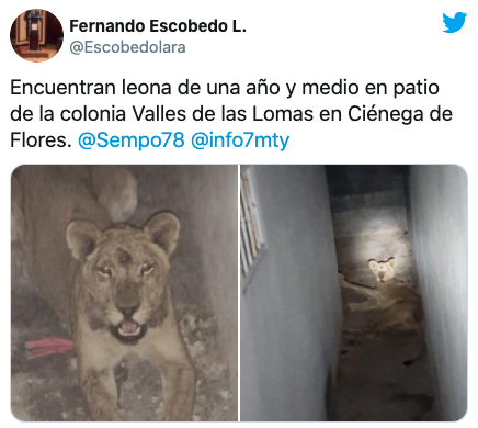 Encuentran una cachorra leona abandonada en Nuevo León