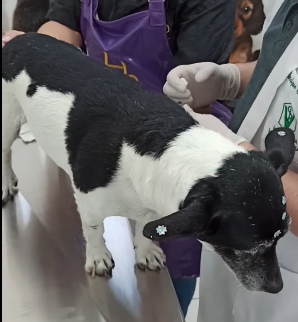 Historia perrita abandonaron con tumor en basurero