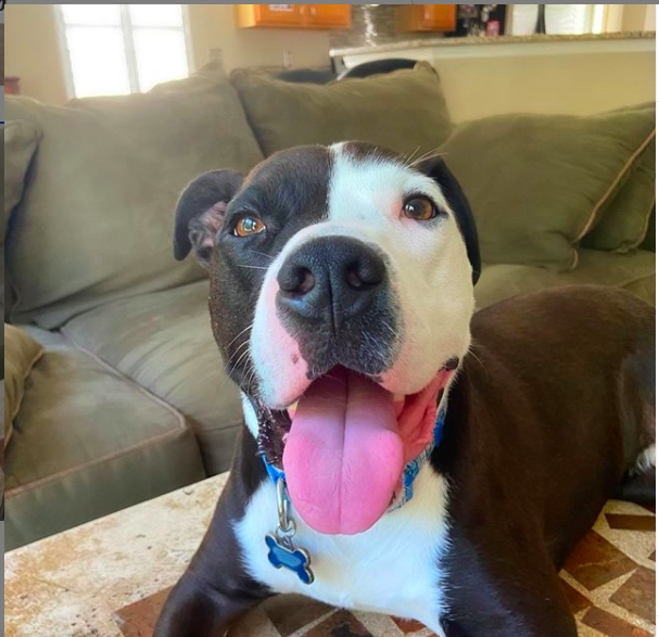 Pitbull enternece al internet por creerse gato y lo amamos