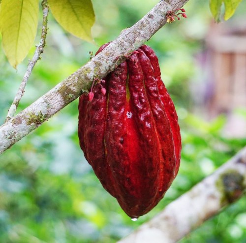 cacao chocolate podría desaparecer