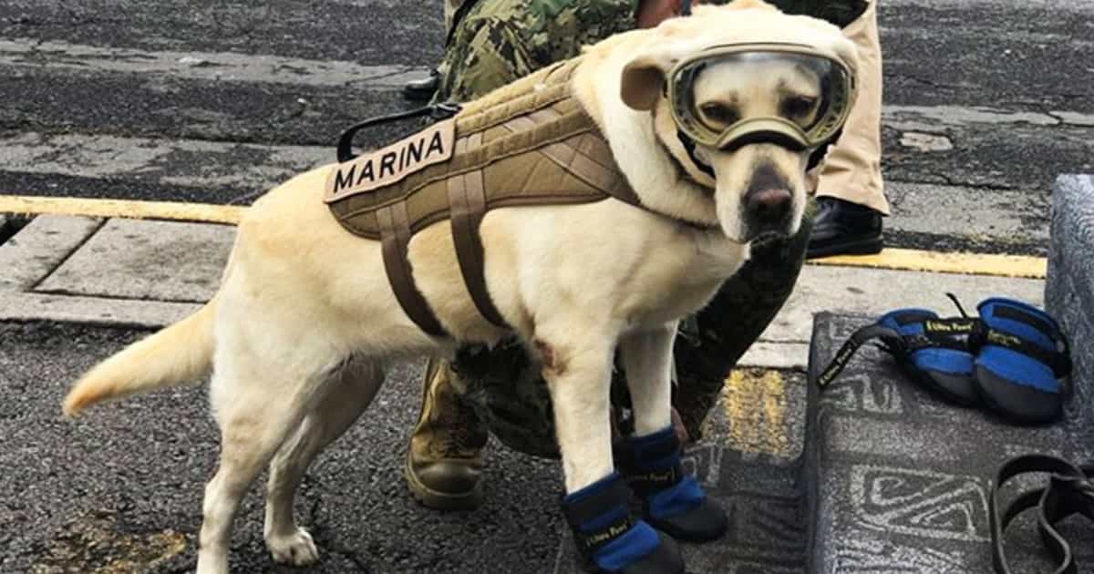 Celebramos el día del perro presentándote a los suavelomitos más importantes de la historia