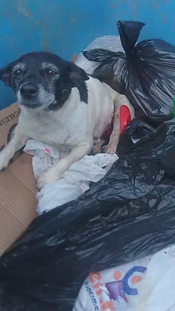 Historia perrita abandonaron con tumor en basurero 