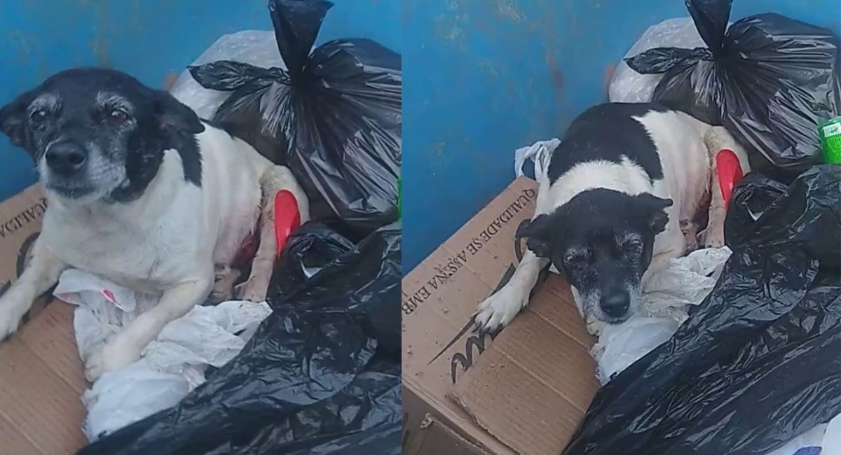 Abandonan a perrita con tumor en un basurero de Brasil