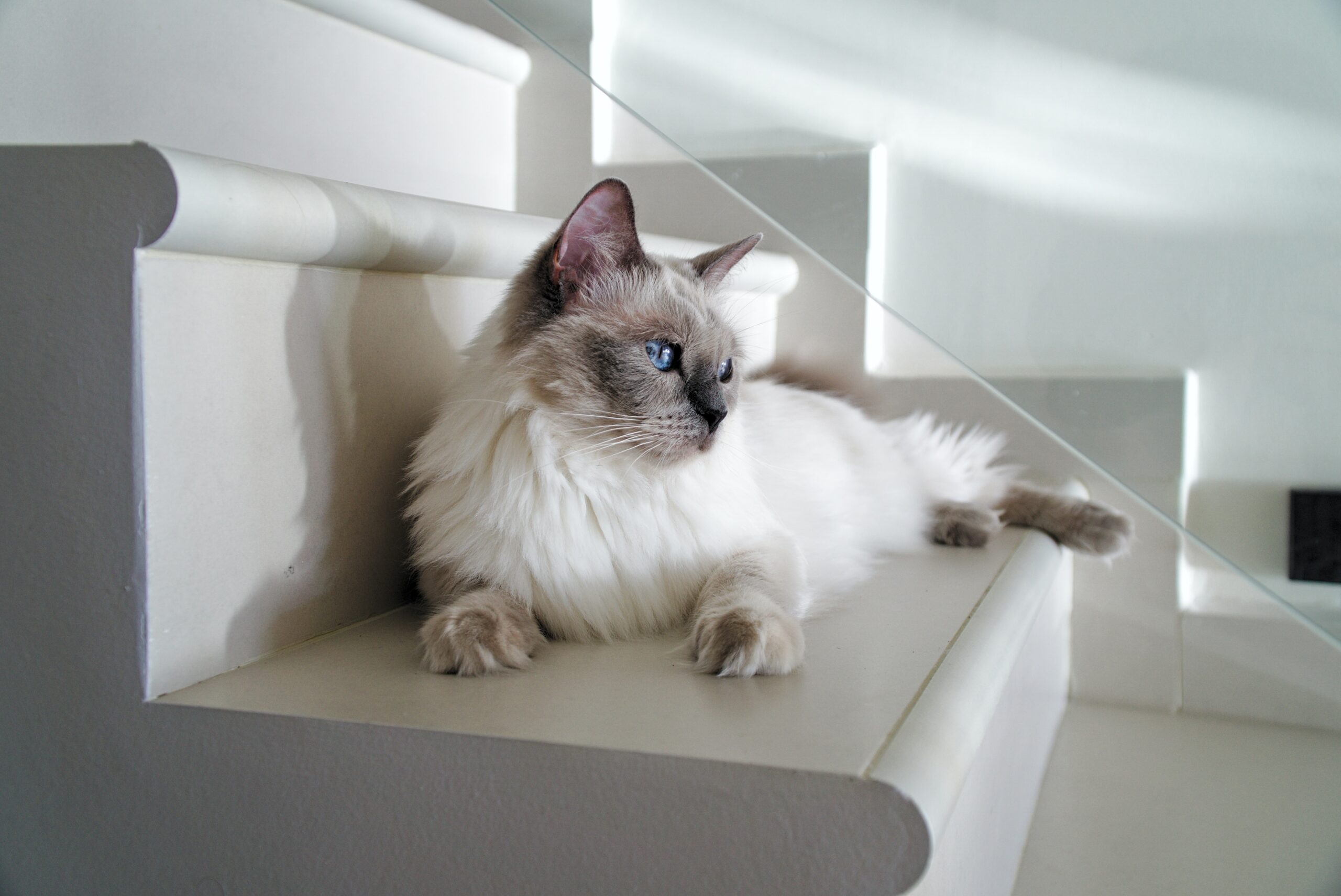 Gatos sà saben su nombre prefieren ignorarte al llamarlos