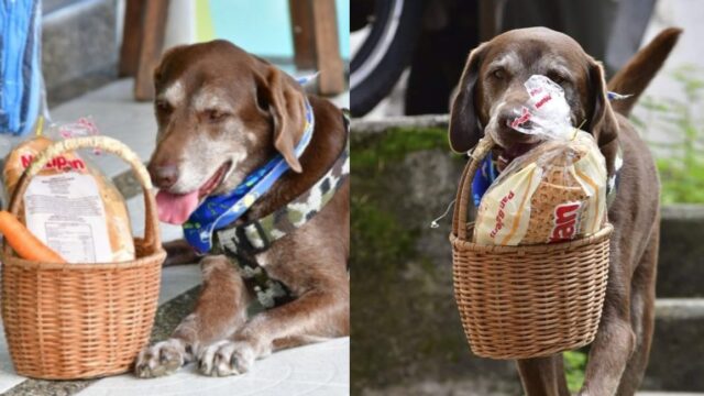 Asaltan a perro que hace entregas pedidos en Colombia