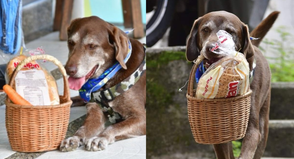 Asaltan a perro que hace entregas pedidos en Colombia
