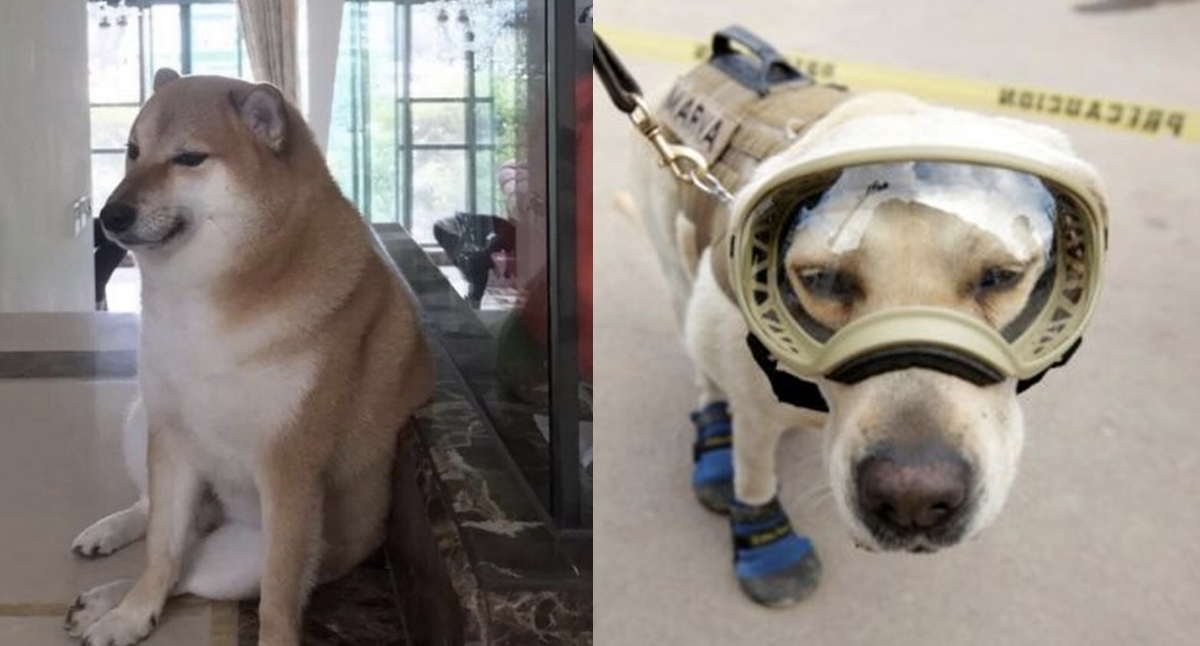 Los perros más famosos de la historia en el Día del Perro