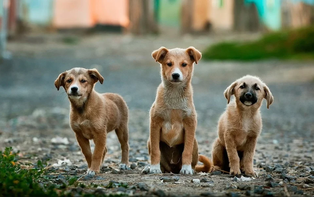 Cada año de humano equivale a 30 años de perro, confirma la ciencia