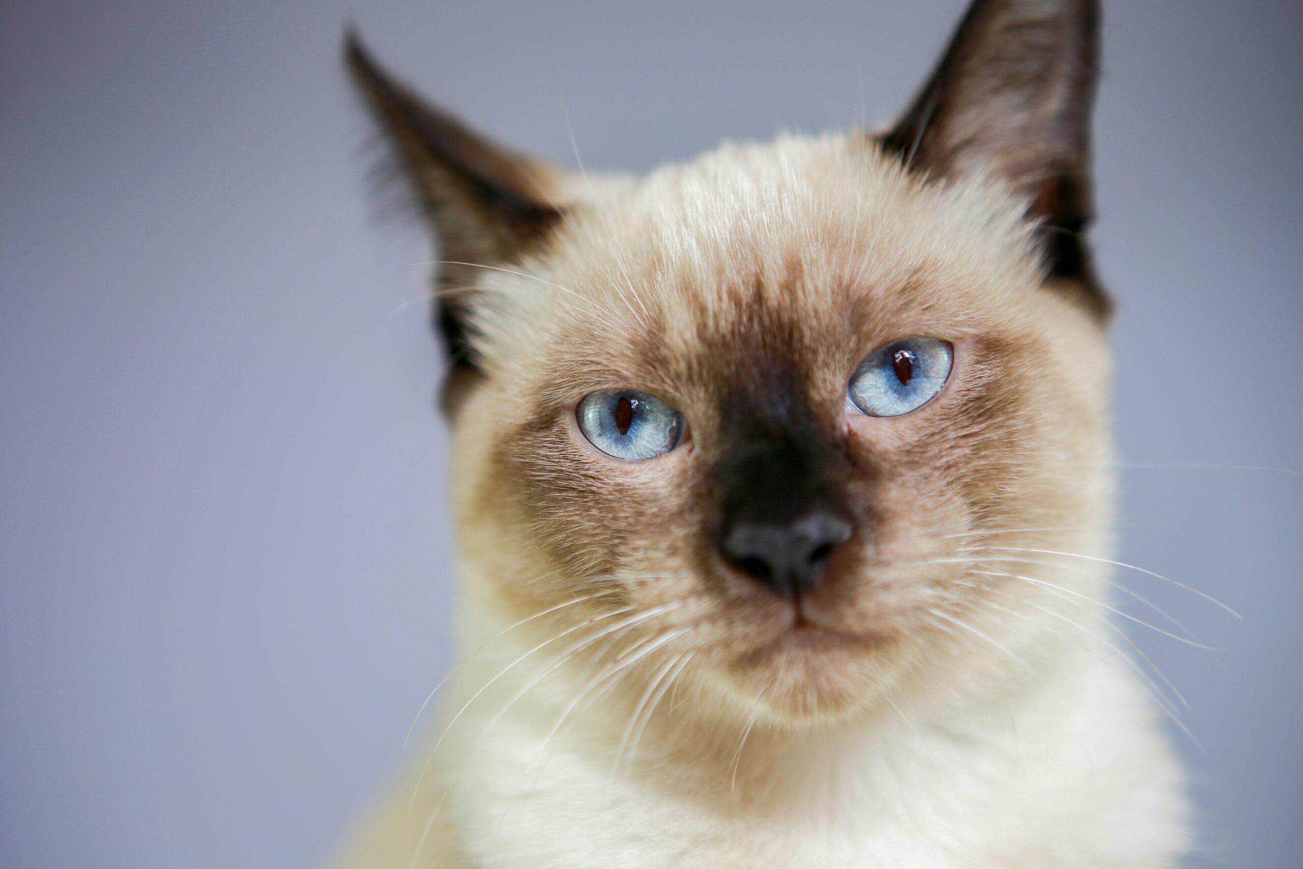 Significado_origen_michi_gato