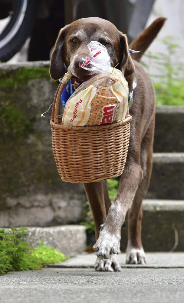 asaltan_perrito_eros