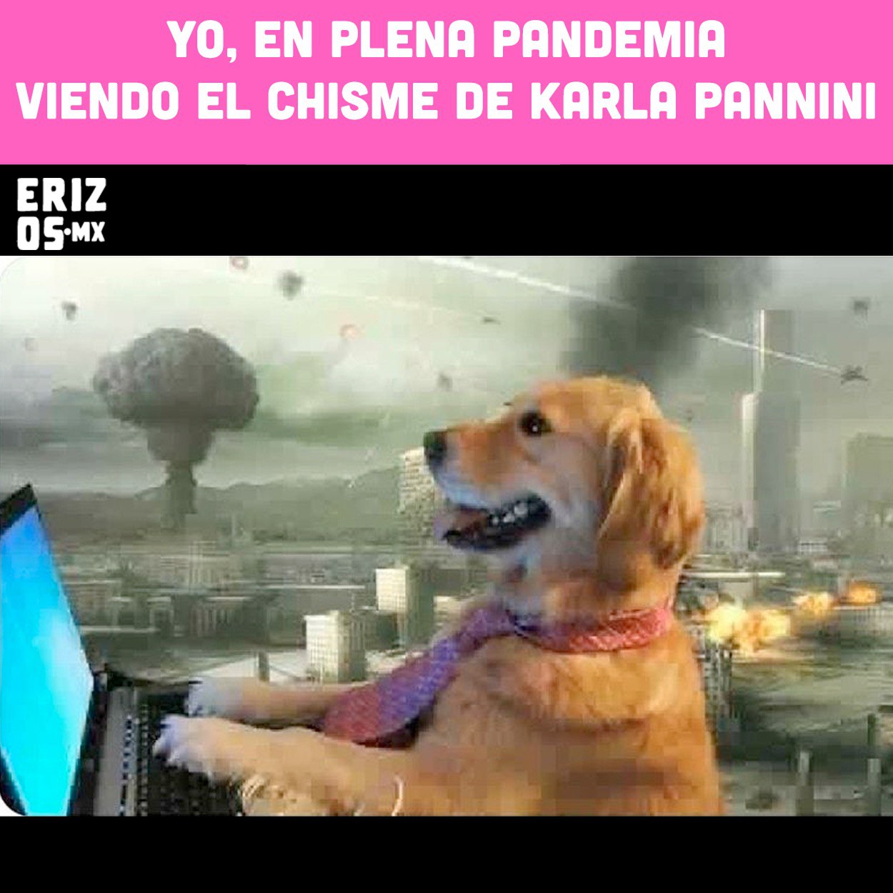Memes del perrito en la computadora en plena pandemia