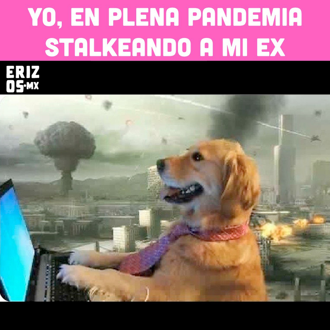 Memes del perrito en la computadora en plena pandemia