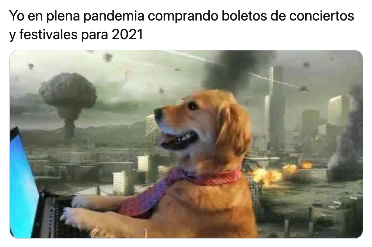 Memes del perrito en la computadora en plena pandemia