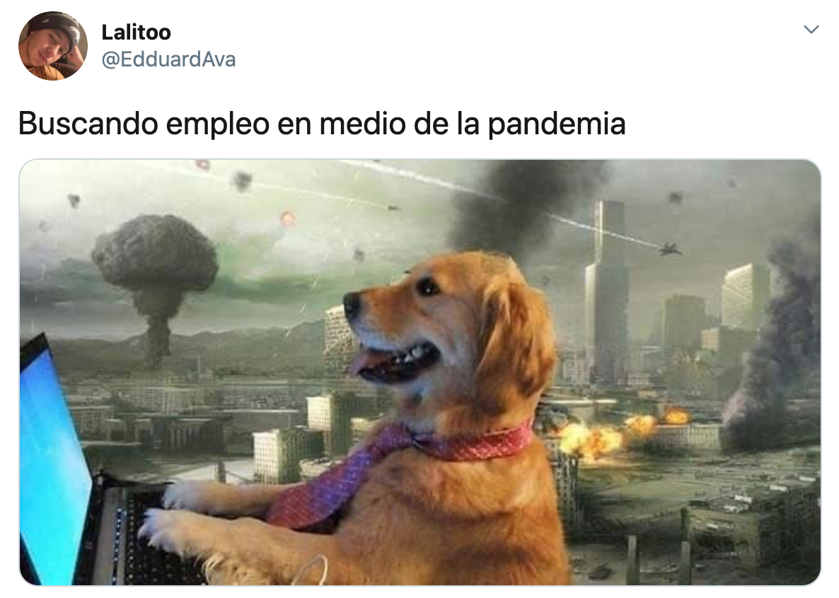 Memes del perrito en la computadora en plena pandemia