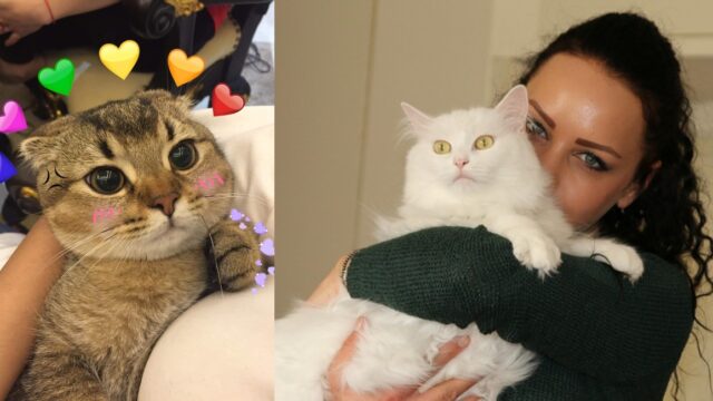 Mujeres que aman a los gatos son las mÃ¡s leales y tiernas