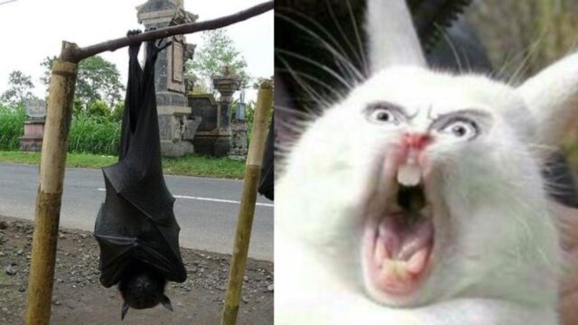 Murciélago tamaño humano aterroriza a Internet (FOTOS)