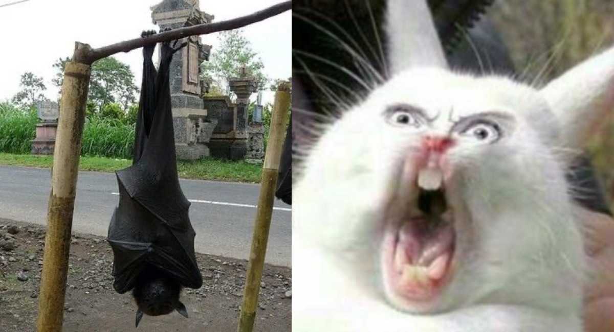 Murciélago tamaño humano aterroriza a Internet (FOTOS)