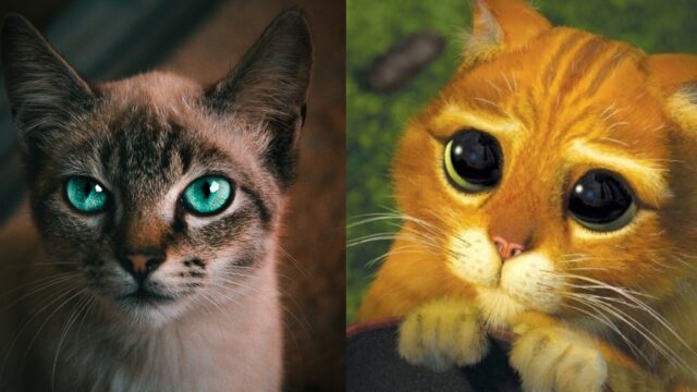Que significa Michi para los gatos, origen de la palabra