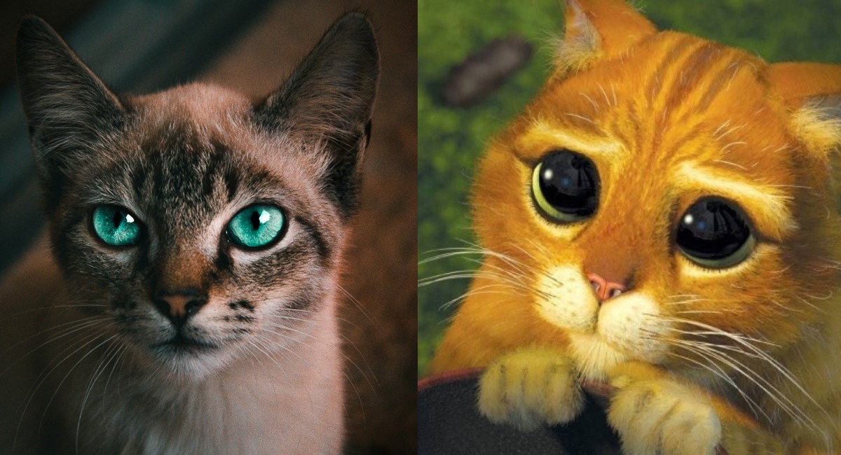 Que significa Michi para los gatos, origen de la palabra