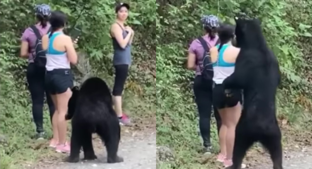Petición firmas evitar oso Monterrey vaya al zoológico