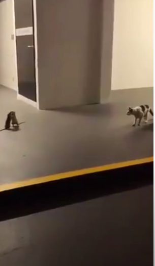 Video: Un gato observa impresionado una intensa batalla entre 2 ratas