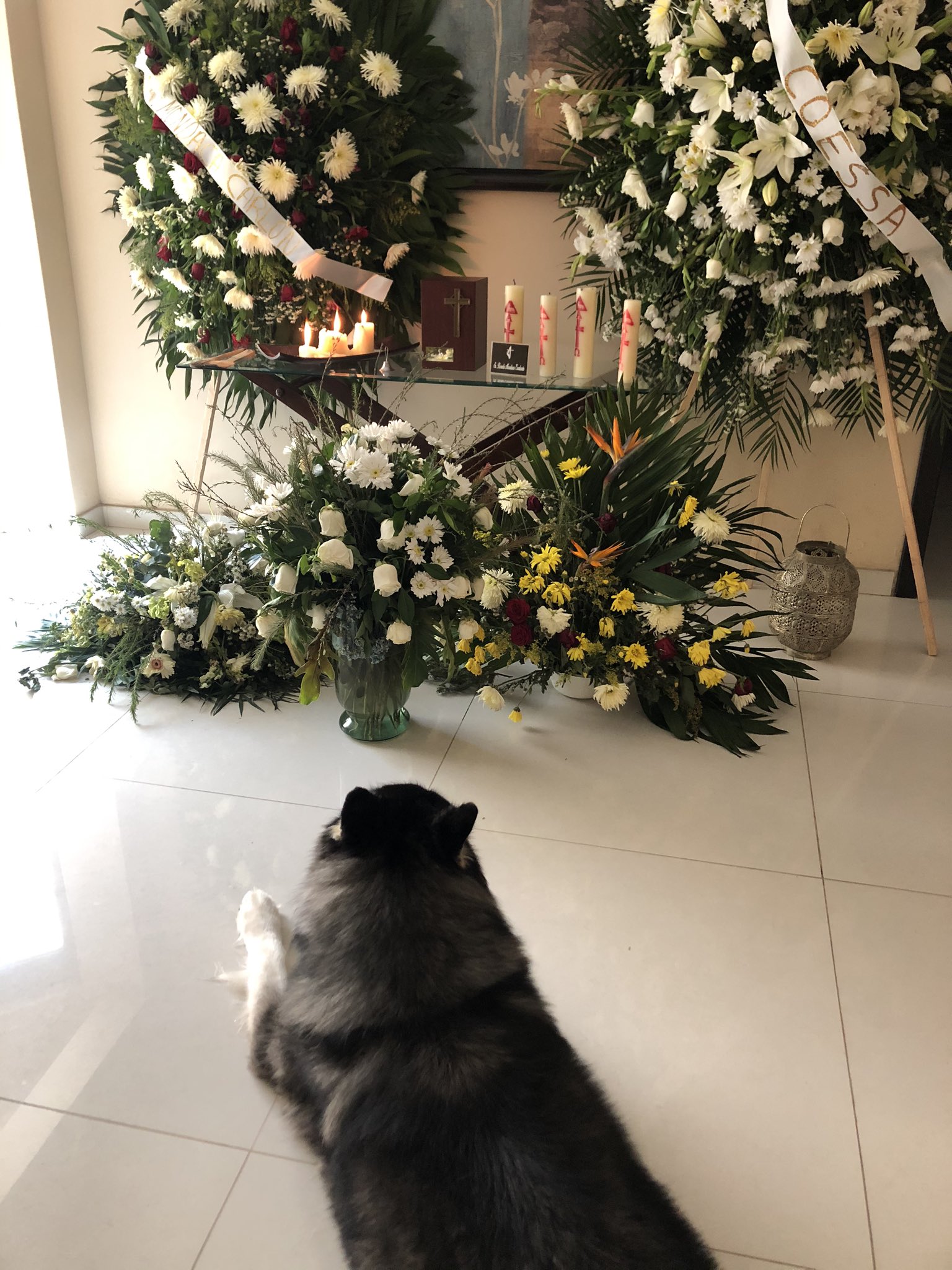 Perro no se separa de su dueño incluso tras su muerte: Fotos